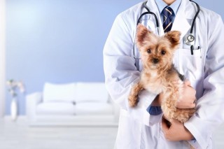 宠物接种咨询-宠物接种咨询电话号码