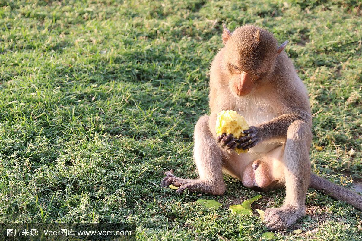 猴子吃什么-猴子吃什么用英语怎么说
