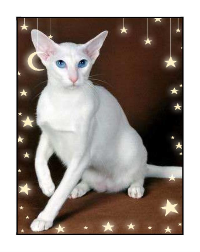 纯白猫是什么品种-纯白猫是什么品种蓝眼