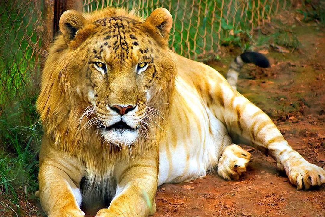 狮子的寿命-动物寿命100排名
