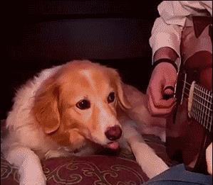 狗狗喜欢的音乐-狗狗音乐歌曲大全