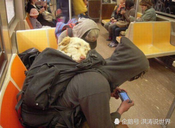 地铁可以带宠物猫吗-地铁可以带宠物猫吗有猫包