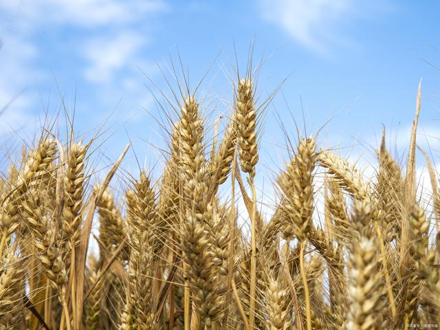 小麦属于什么植物-小麦属于什么植物类