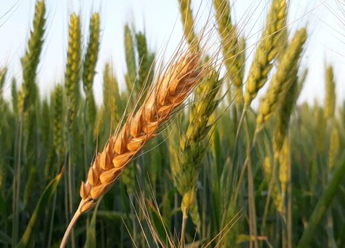 小麦属于什么植物-小麦属于什么植物类